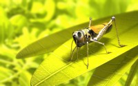 /album/fotogaleria-ukazka-obrazkov/wallpaper-grasshopper-kopie-jpg/